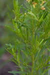 Loomis' yellow loosestrife